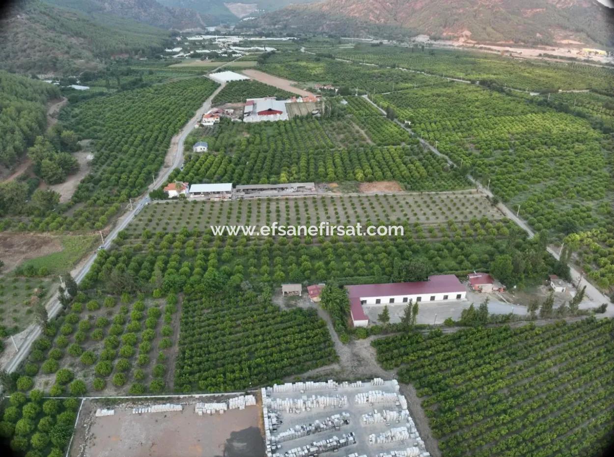 Detached 5.000 M² Lemon Garden With 150 M² Construction Rights In Ortaca Çaylı For Sale Or Exchange