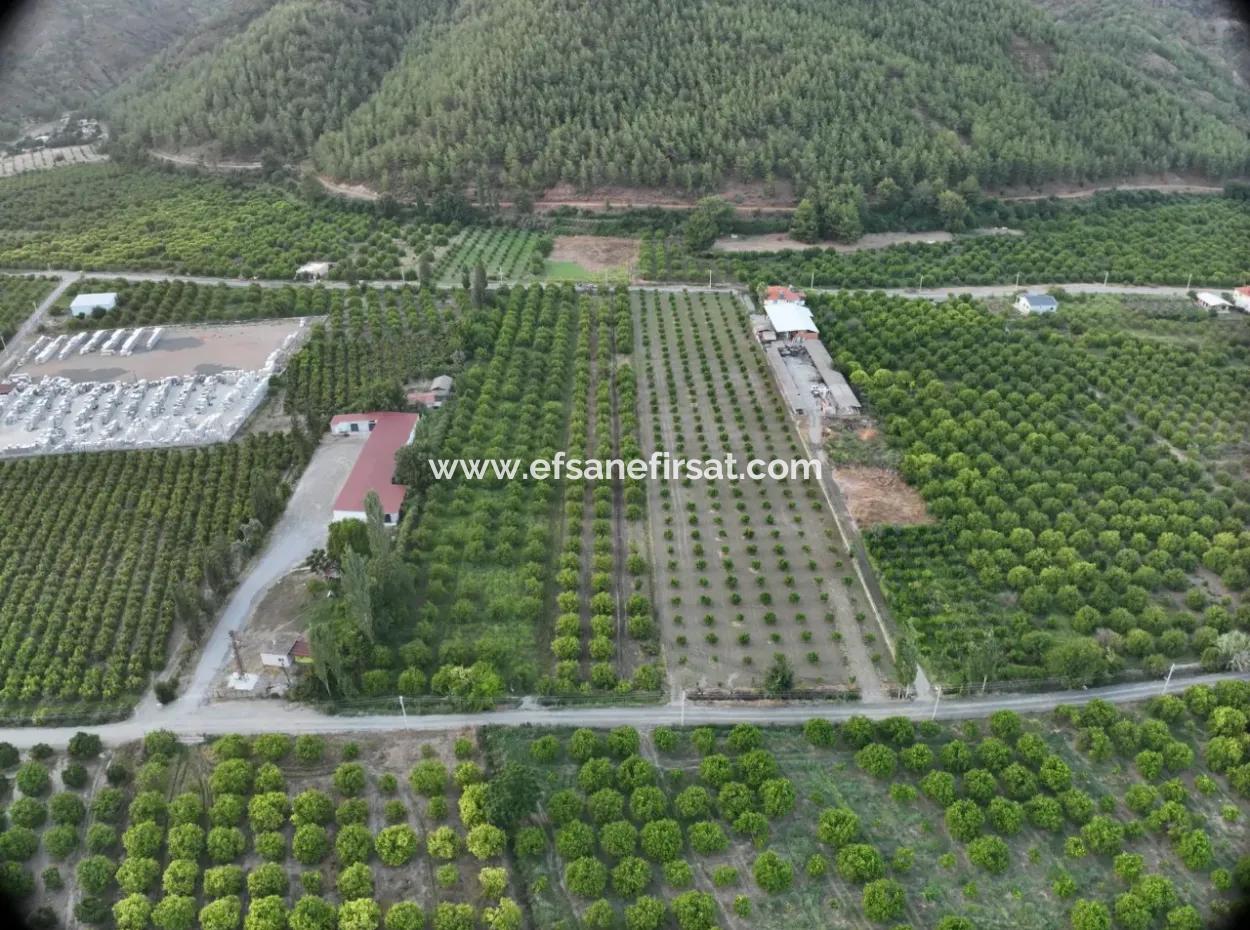 Detached 5.000 M² Lemon Garden With 150 M² Construction Rights In Ortaca Çaylı For Sale Or Exchange