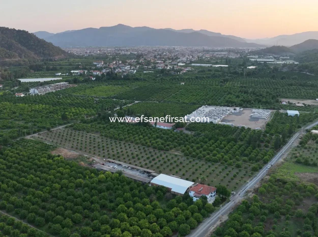 Detached 5.000 M² Lemon Garden With 150 M² Construction Rights In Ortaca Çaylı For Sale Or Exchange