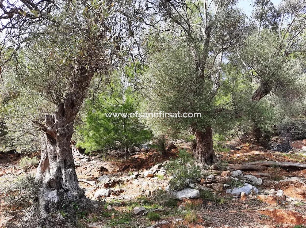 The Right Of Possession Of 3 100 M2 Treasury Land In Muğla Ortaca Dalyan Gökbel Will Be Transferred