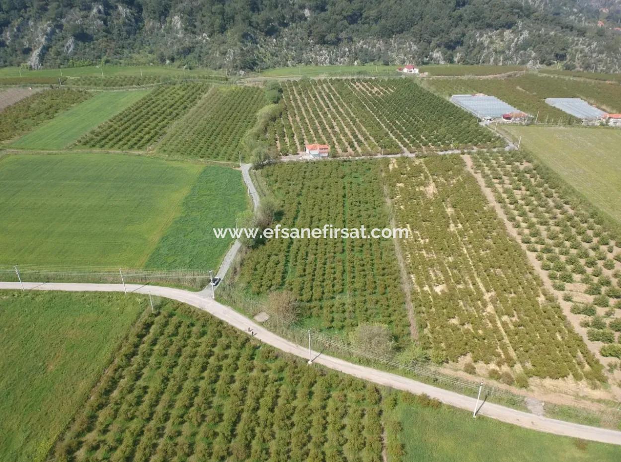 Ortaca Mergenlide 7989 M2 150 M2 Construction Permitted Pomegranate Field For Sale