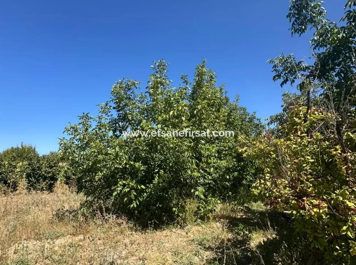 3070 M2 Walnut Orchard For Sale On The Side Of The Main Road In Denizli Çameli