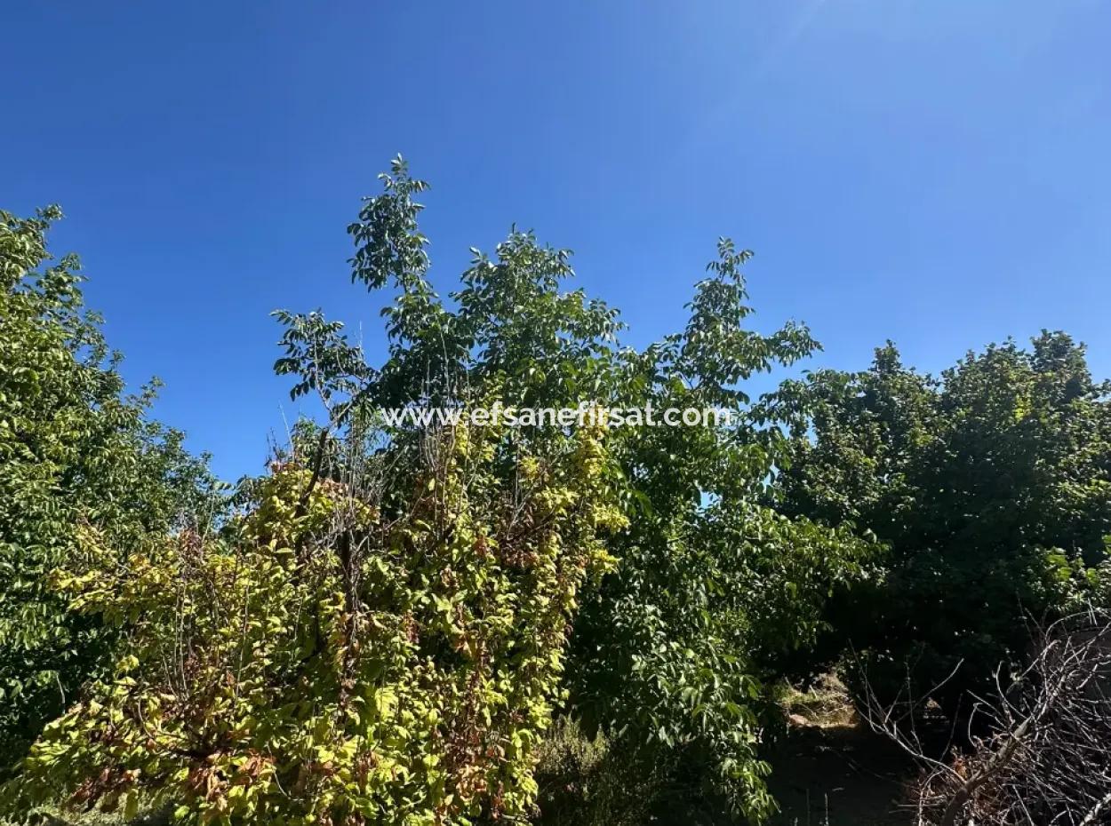 3070 M2 Walnut Orchard For Sale On The Side Of The Main Road In Denizli Çameli