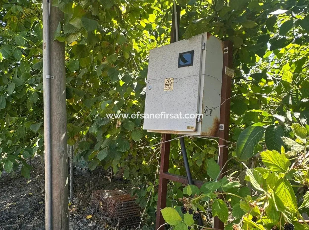 3070 M2 Walnut Orchard For Sale On The Side Of The Main Road In Denizli Çameli