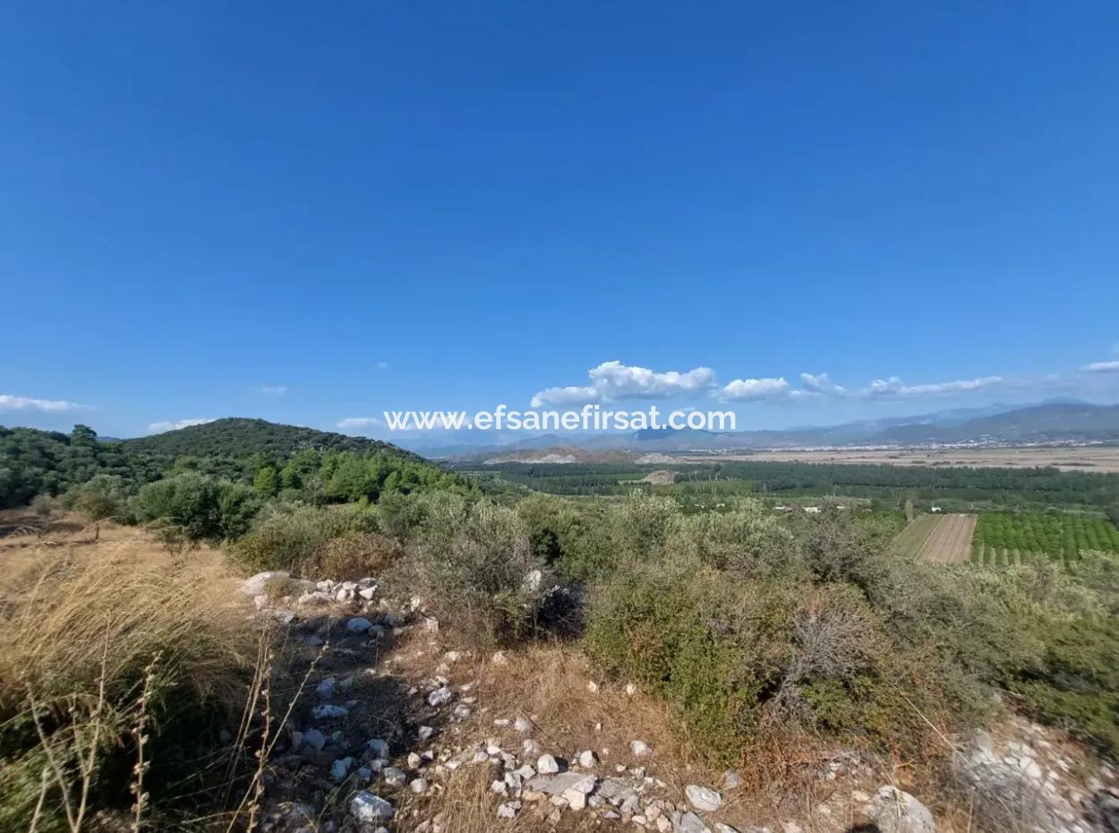 Ortaca Fevziye Sea And Nature View Bargain Detached Olive Grove For Sale