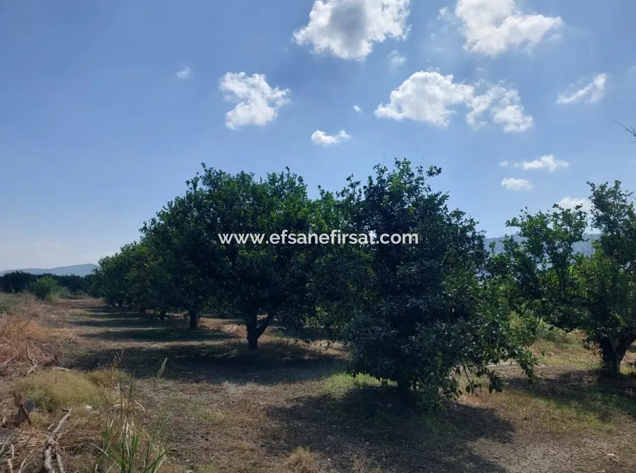 250 M2 Cooperative Land On The Border Of Muğla Okçular Dalyan Is For Sale At An Urgent Bargain Price