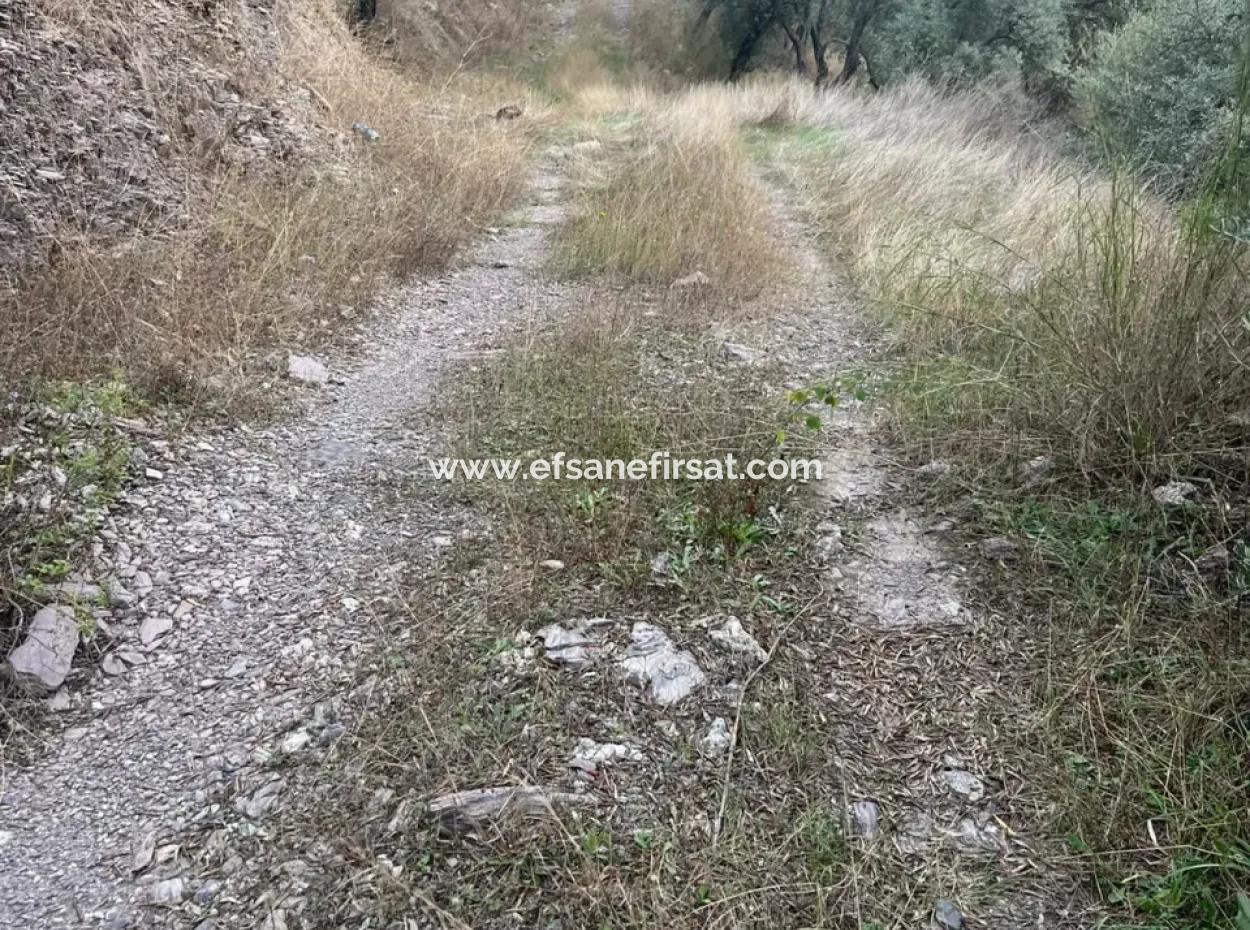 1.025 M2 Qualified Olive Grove Land In Muğla Milas Çakıralan Is For Sale