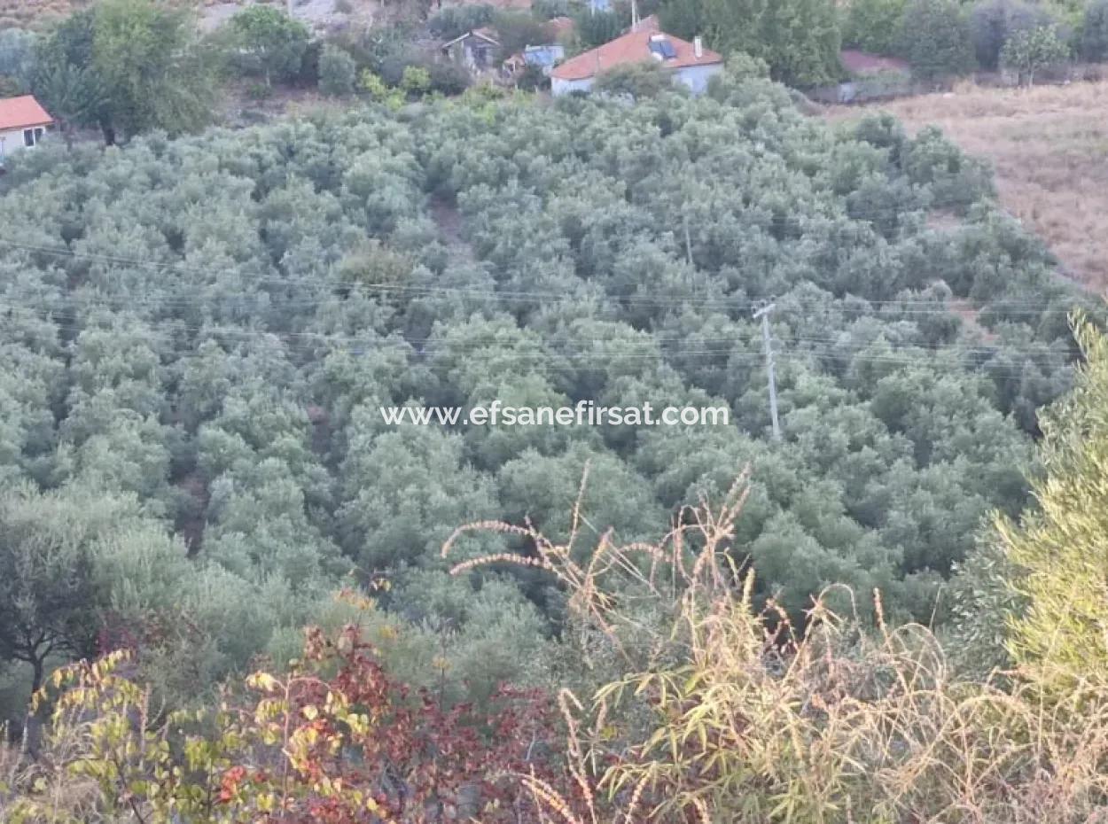 Muğla Köyceğiz Çandır Mah.4 250 M2 Olive Grove For Sale