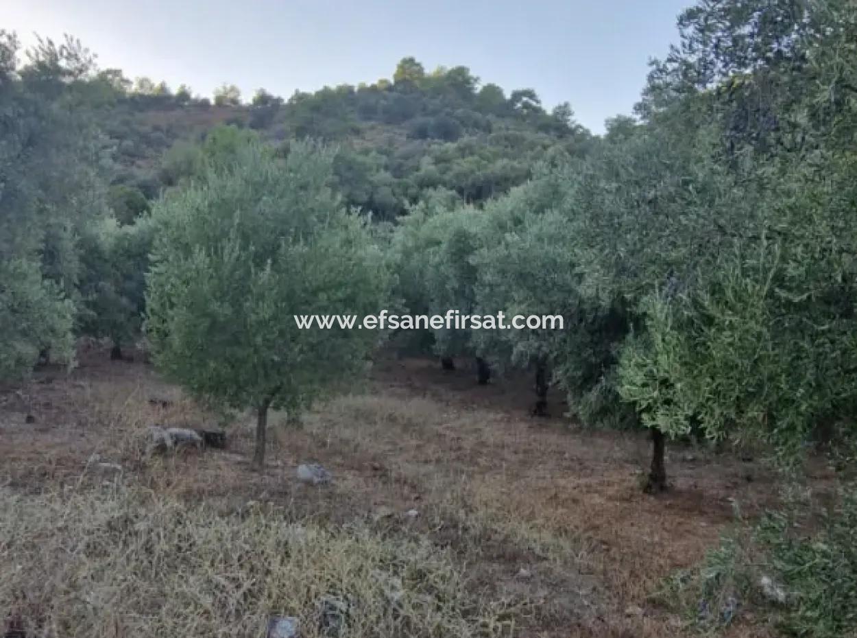 Muğla Köyceğiz Çandır Mah.4 250 M2 Olive Grove For Sale