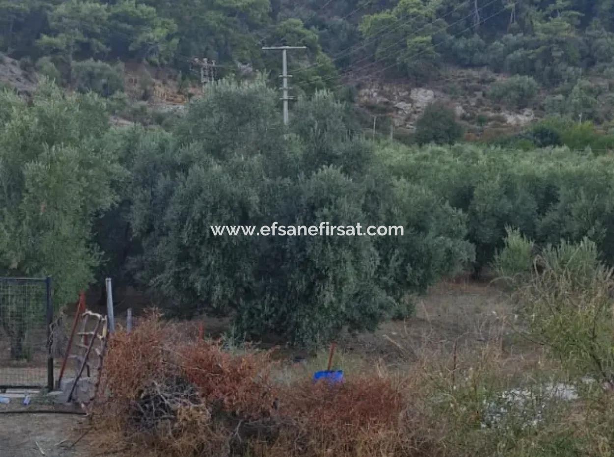 Muğla Köyceğiz Çandır Mah.4 250 M2 Olive Grove For Sale