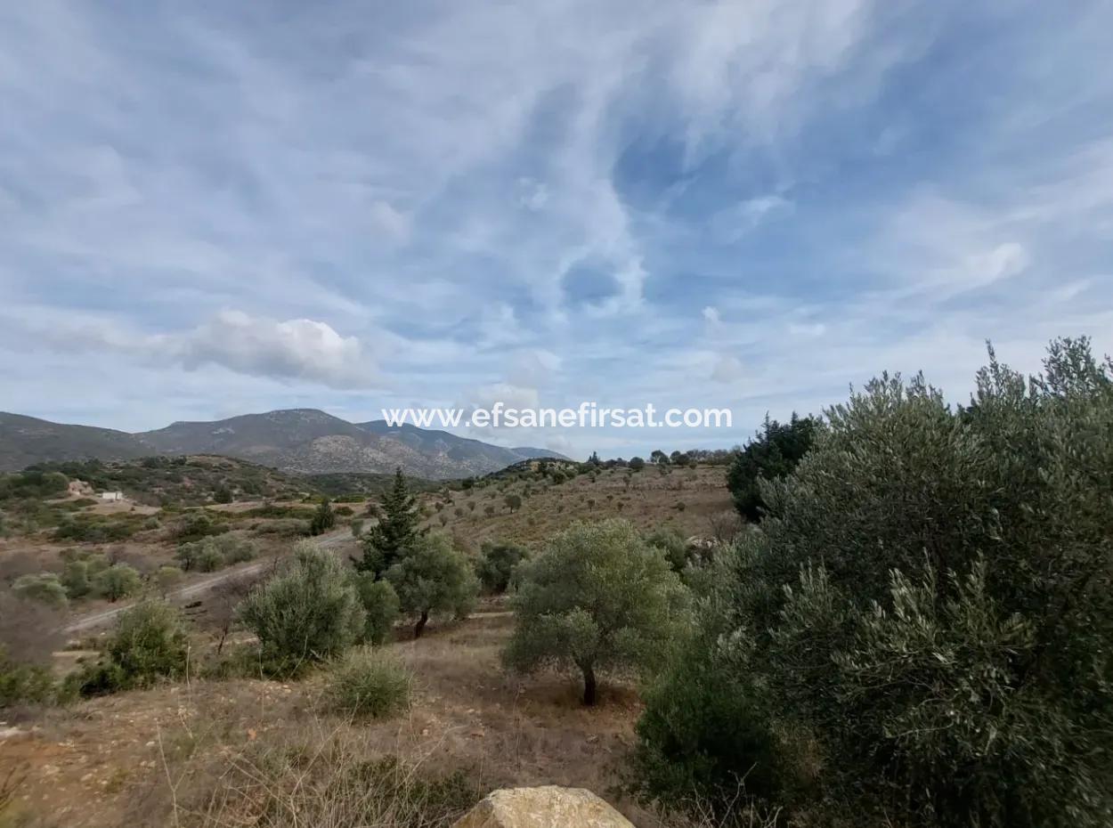 8.400 M² Bargain Olive Grove For Sale With Detached Title Deed In Datça Yazı, Muğla