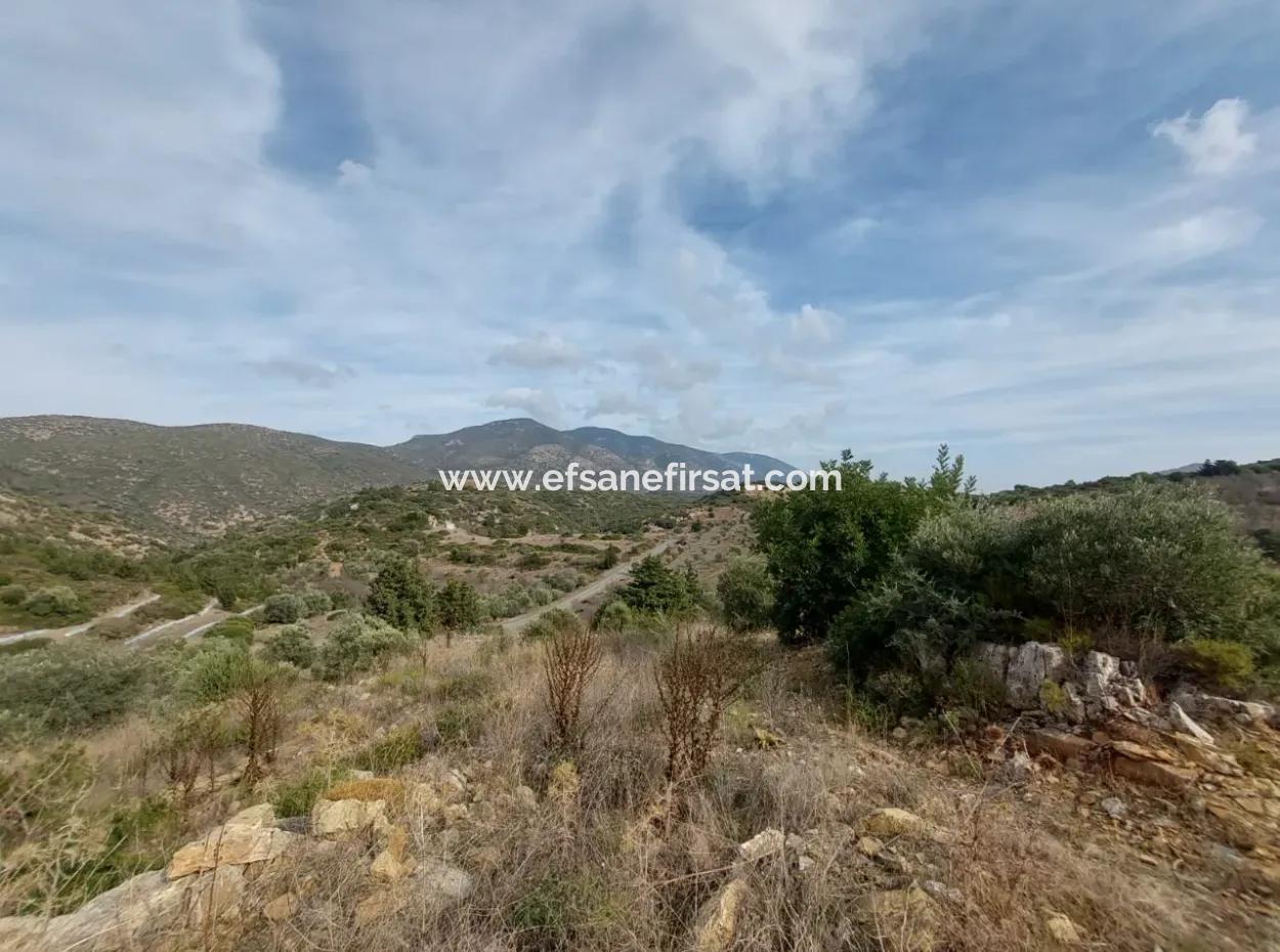8.400 M² Bargain Olive Grove For Sale With Detached Title Deed In Datça Yazı, Muğla