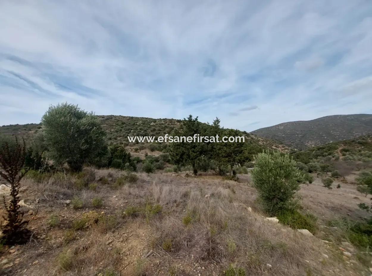 8.400 M² Bargain Olive Grove For Sale With Detached Title Deed In Datça Yazı, Muğla