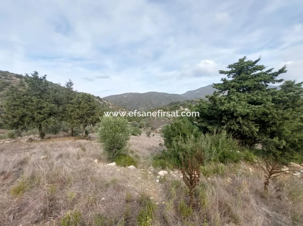 8.400 M² Bargain Olive Grove For Sale With Detached Title Deed In Datça Yazı, Muğla