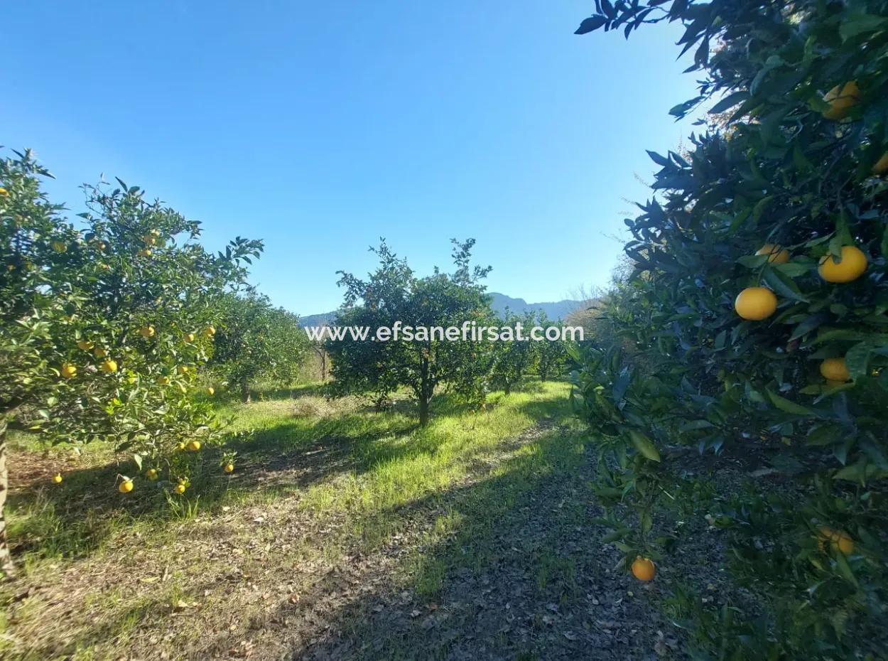 4 500 M2 Land With 150 M2 Construction Right In Muğla Dalyan For Sale Or Exchange For Villa From Dalyan