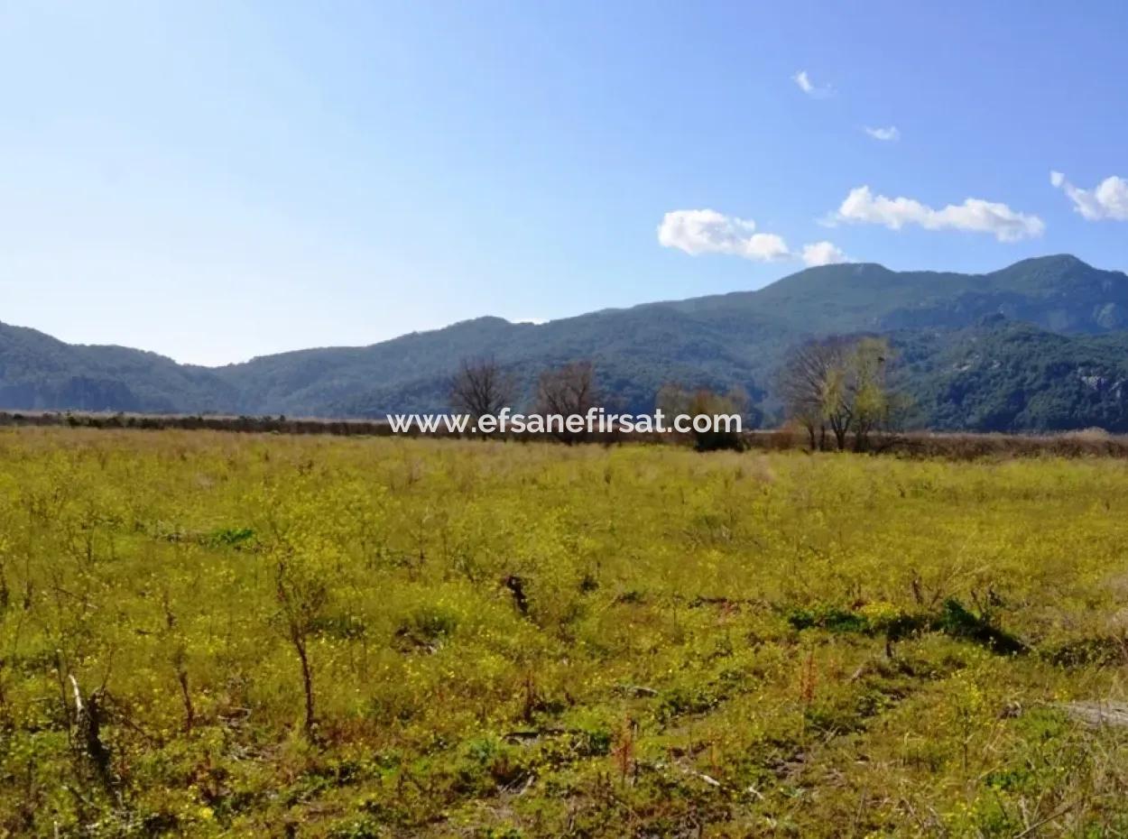 Farm For Sale Bargain In Dalyan