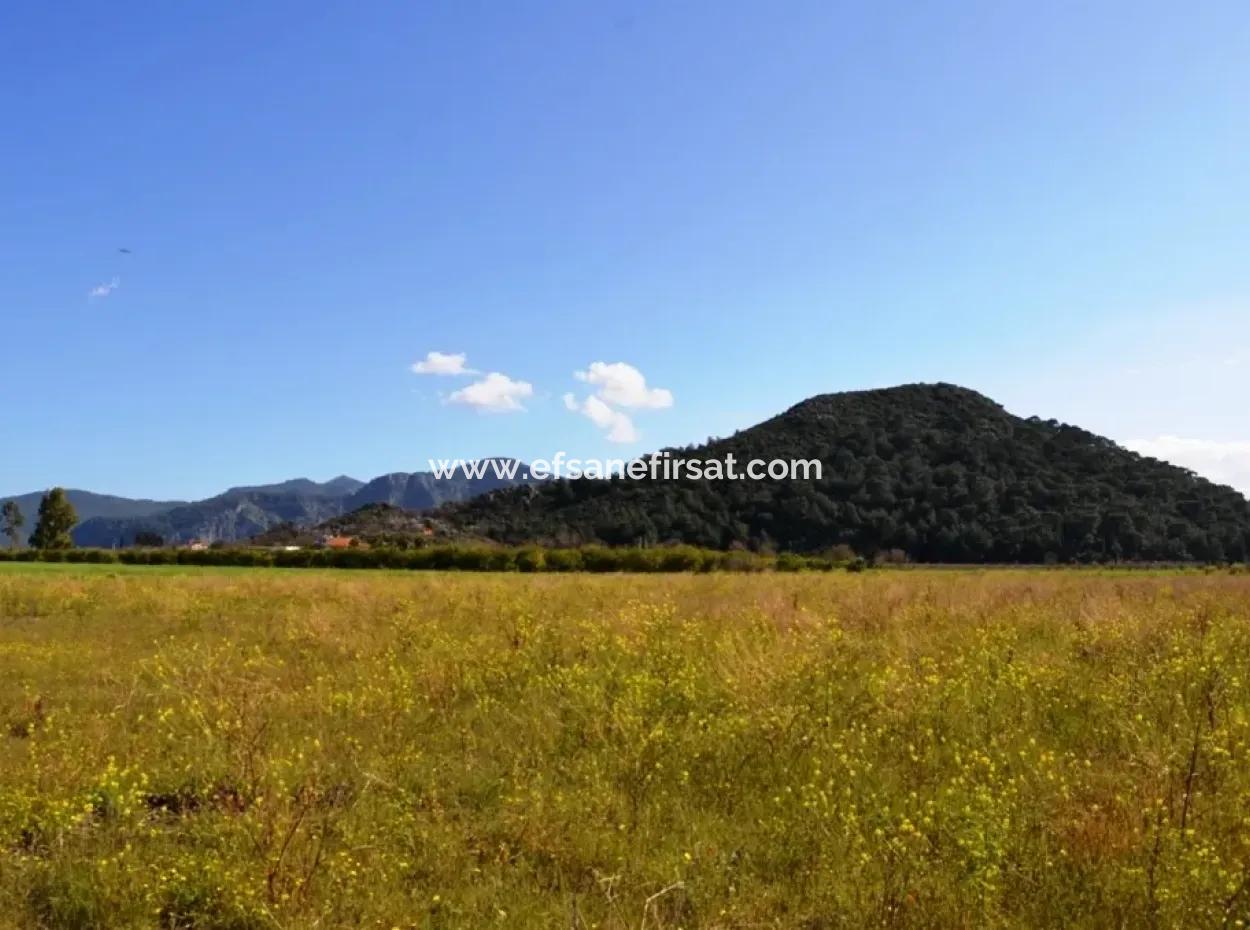 Farm For Sale Bargain In Dalyan
