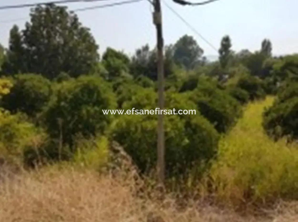From The Main Road Land For Sale In Koycegiz Zeytinalani Zero