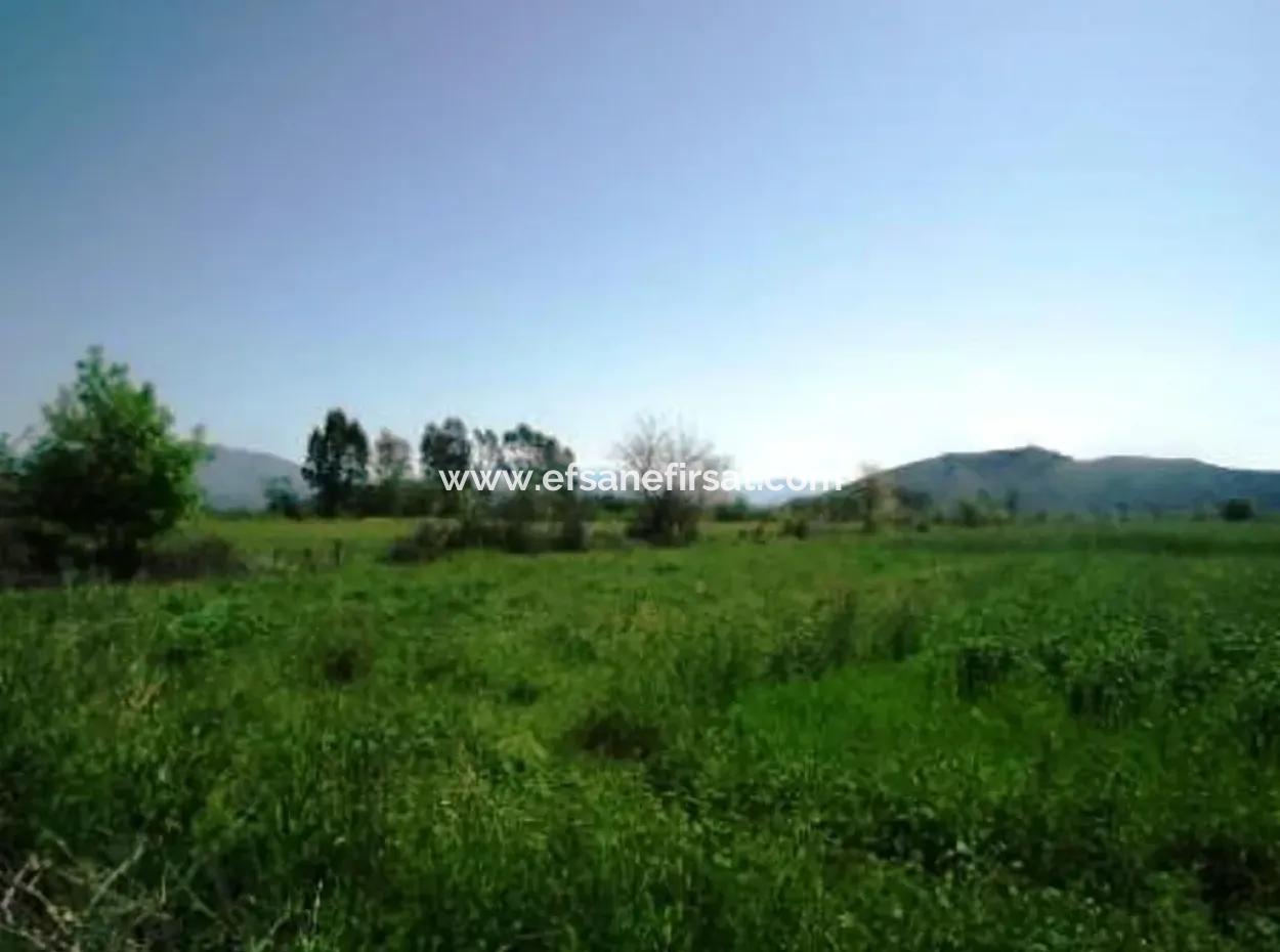 Oriya Raider Fertile Land For Sale 30 000 M2