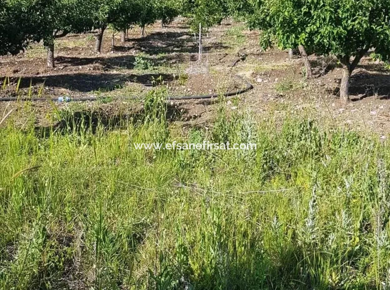 The Apple Orchard Is Also For Sale Bargain St John Gokceyaka Denizli