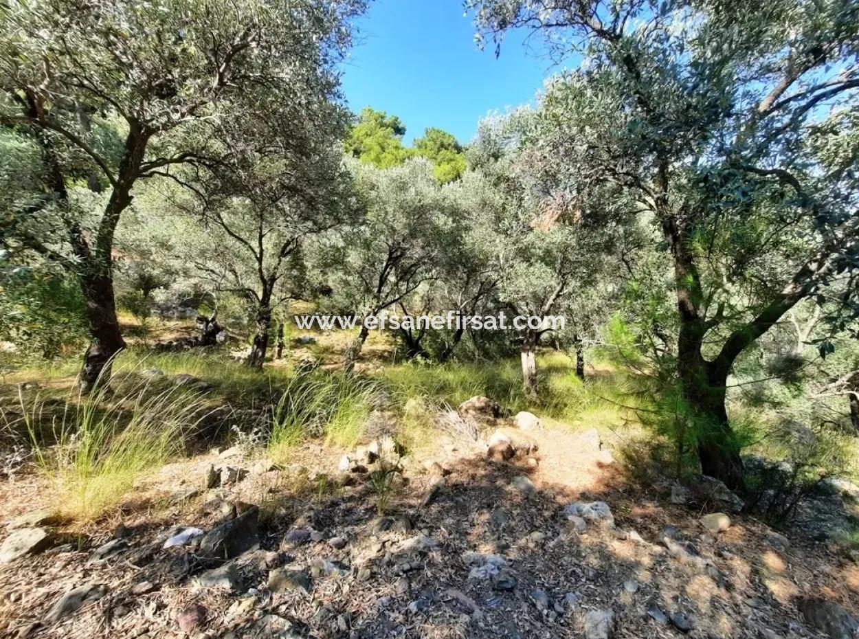 400 M2 Plot For Sale Bargain Ortaca Sarıgerme