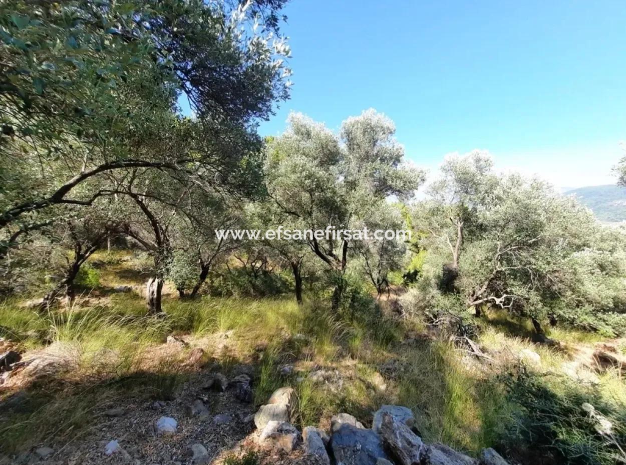 400 M2 Plot For Sale Bargain Ortaca Sarıgerme