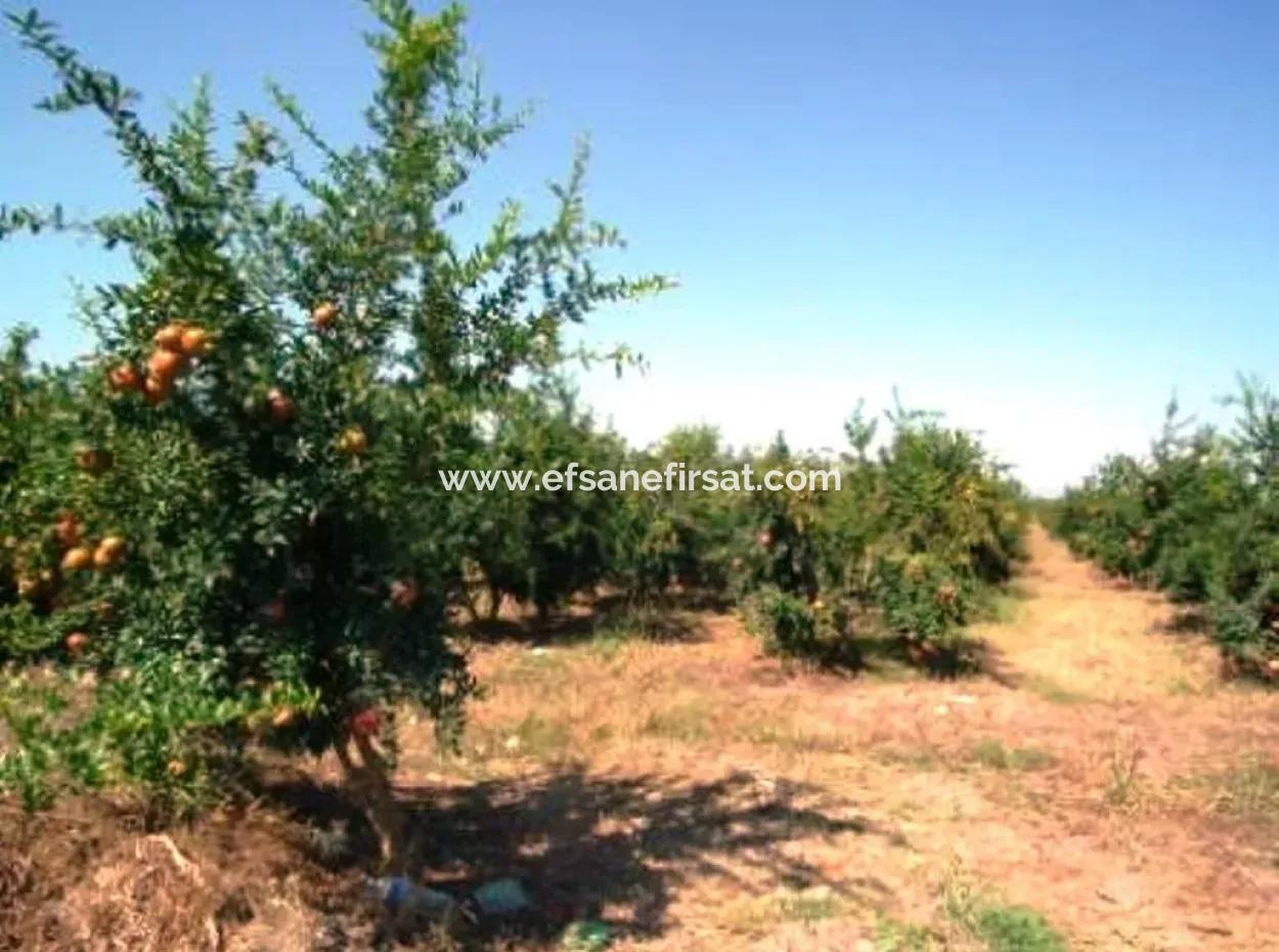 Eskikoy For Sale Bargain Ortaca In The Pomegranate Gardens