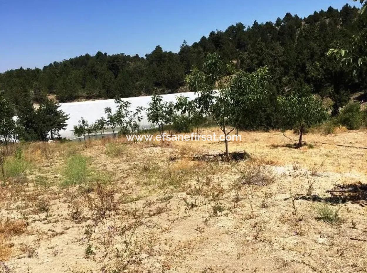 Denizli Çameli Gökçeyakada Walnut Garden For Sale