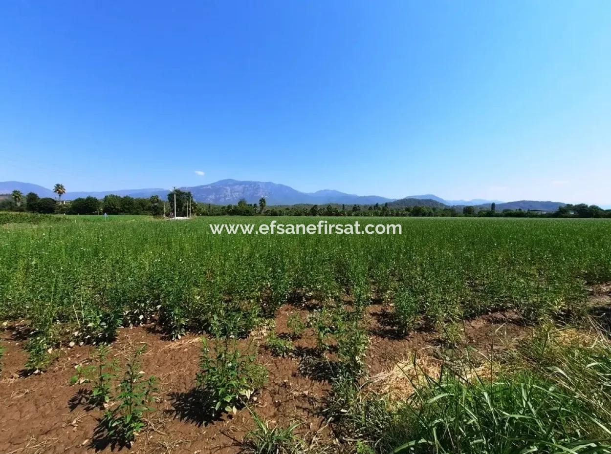 Efficient Field For Sale In Koycegiz