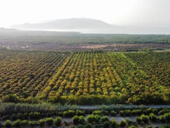Mugla Ortaca Eskiköy 7767 M2 Pomegranate Garden For Sale