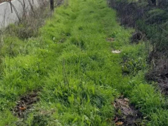 11 450 M2 Field For Sale In Muğla Köyceğiz Köyceğiz Neighborhood