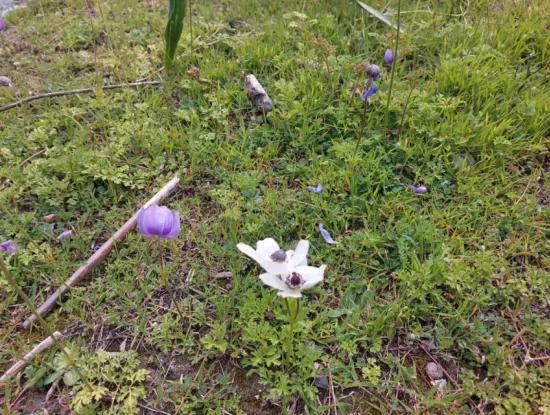 3.500 M2 Detached Land With Sea View For Sale In Dalaman Gürköy