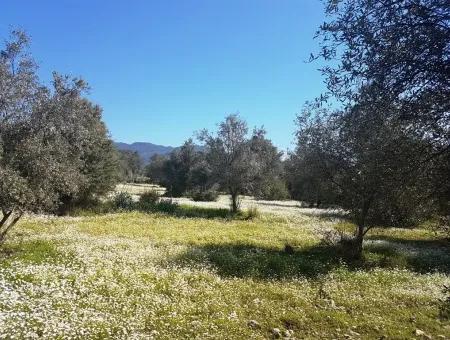 Land For Sale With Lake View In Köycegiz Zeytin Area