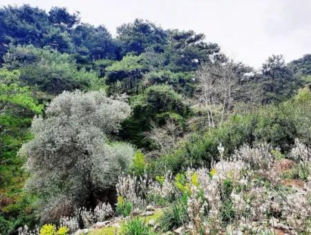 Dalyan Gökbel 13,100 M2 Field For Sale In Nature