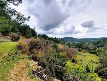 Dalyan Gökbel 13,100 M2 Field For Sale In Nature