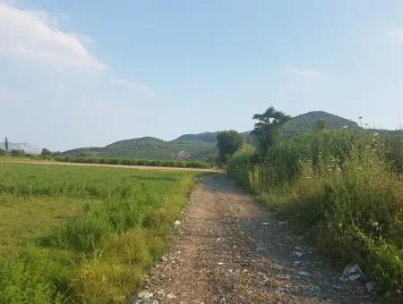 3700 M2 Fertile Field For Sale In Ortaca Fevziye