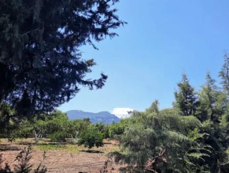 Citrus Garden Detached Land For Sale In Mugla Dalyan 3000 M2