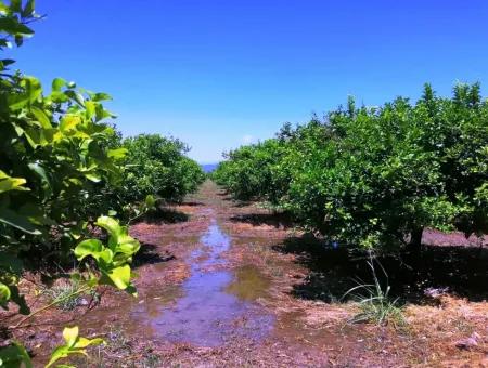 Lemon Garden For Sale Bargain Ortaca