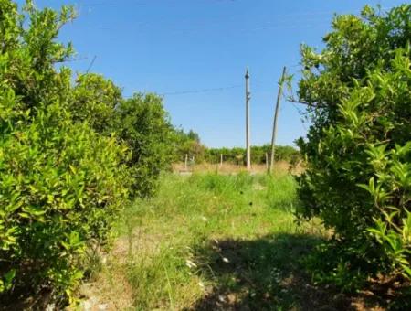 1063 M2 Zoning Land For Sale In Mugla Ortaca Dikmekavak Neighborhood