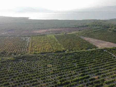 Pomegranate Garden For Sale In Mugla Ortaca Tepearasi