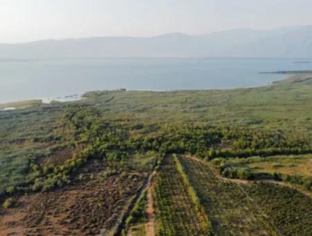 Pomegranate Garden For Sale In Mugla Ortaca Tepearasi