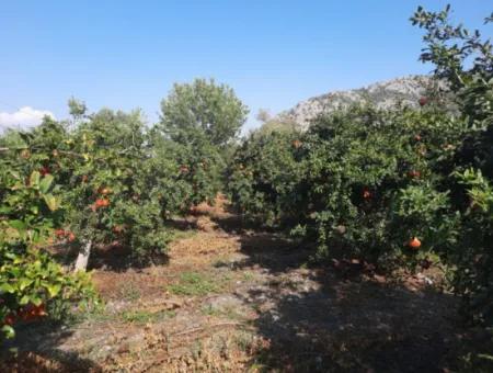 Mugla Ortaca Dalyan 7520 M2 Maniced Detached Pomegranate Garden For Sale