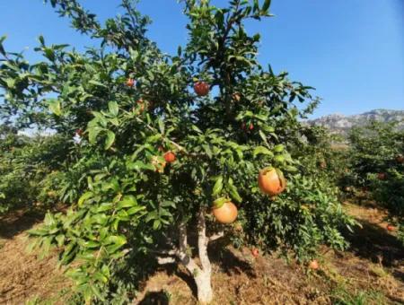 Mugla Ortaca Dalyan 7520 M2 Maniced Detached Pomegranate Garden For Sale