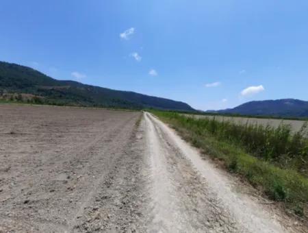 Fertile Land For Rent In Ortaca Güzelyurt