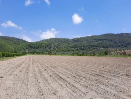 Fertile Land For Rent In Ortaca Güzelyurt