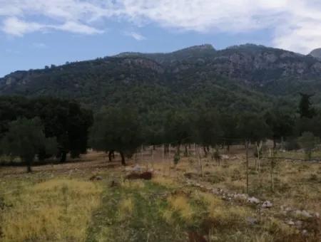 2788 M2 Field With Lake View For Sale In Mugla Köyceğiz Zeytinalanı