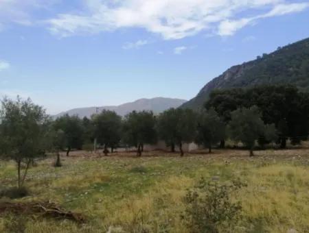 2788 M2 Field With Lake View For Sale In Mugla Köyceğiz Zeytinalanı