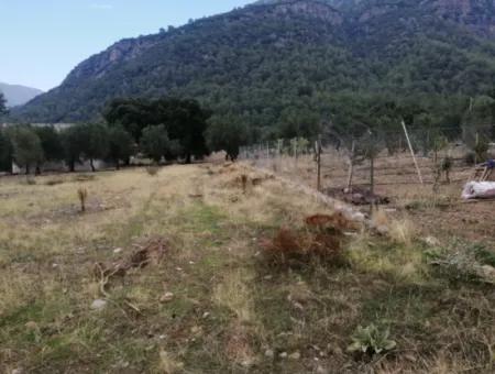 2788 M2 Field With Lake View For Sale In Mugla Köyceğiz Zeytinalanı