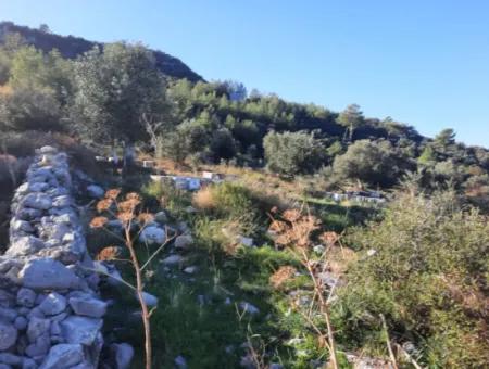 Olive Grove With Sea And Nature View In Ortaca Fevziye For Sale