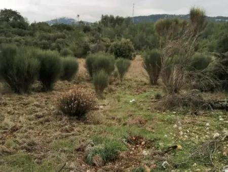 30949 M2 Fertile Field For Sale In Mugla Dalaman Gürleyik